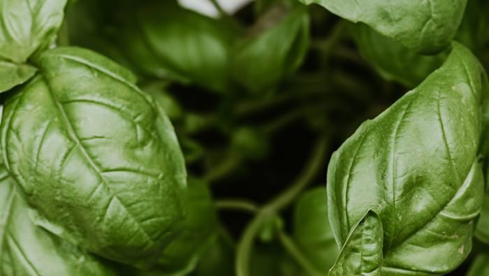 Albahaca